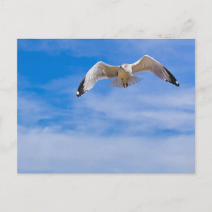 Cartão Postal Gaivota voando alto contra um céu azul