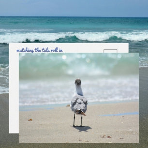 Cartão Postal Gaivota Zen na Praia Fotográfica