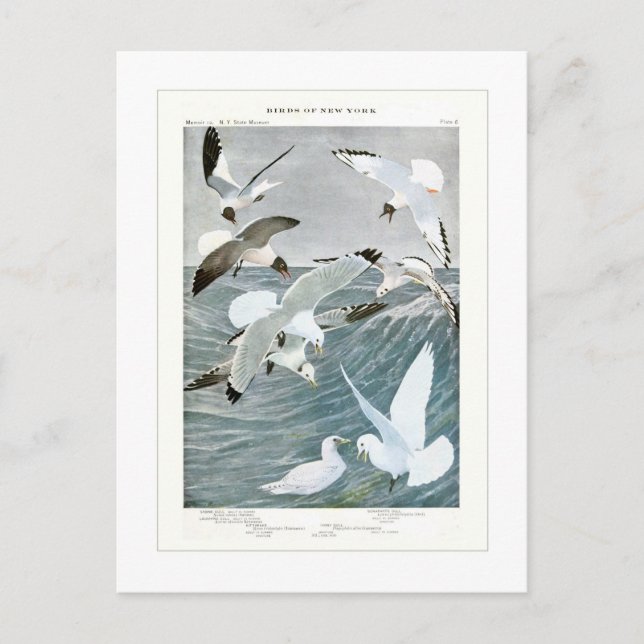 Cartão Postal Gaivotas (Frente)