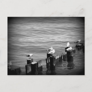 Cartão Postal gaivotas