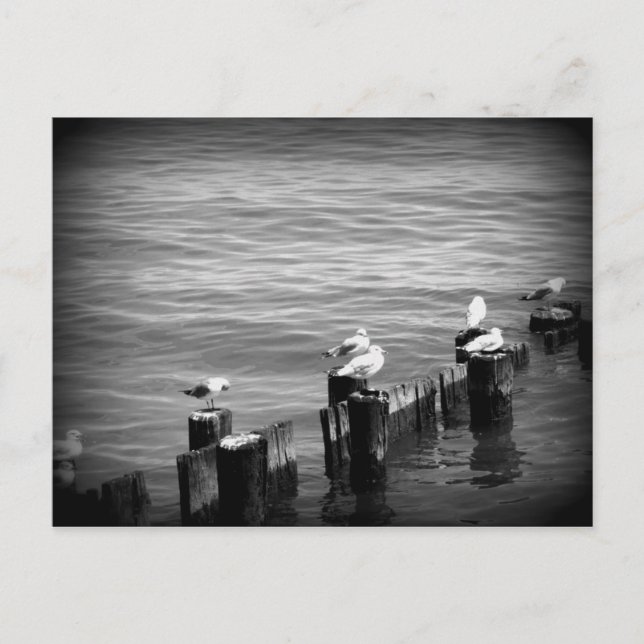 Cartão Postal gaivotas (Frente)