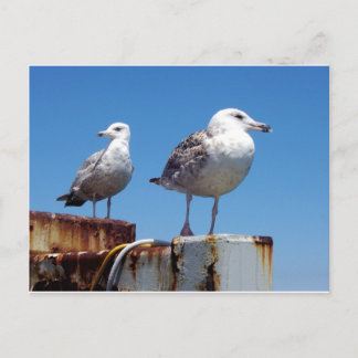Cartão Postal Gaivotas