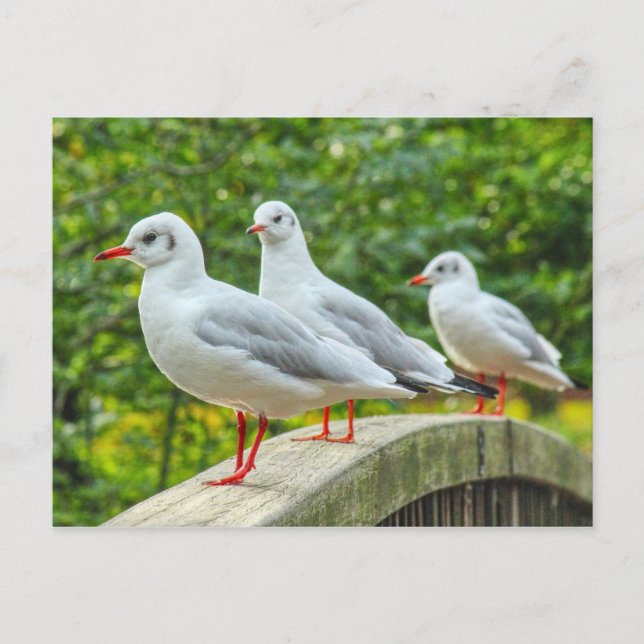 Cartão Postal Gaivotas-de-pernas-vermelhas (Frente)