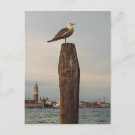 Cartão Postal Gaivotas em Itália Veneza