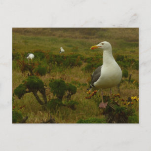 Cartão Postal Gaivotas na Ilha Anacapa