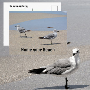 Cartão Postal Gaivotas na Praia Costumizável