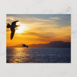 Cartão Postal Gaivotas sobre o Golfo Sarônico, Grécia