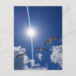 Cartão Postal Gaivotas Voando Nuvens Sol Céu