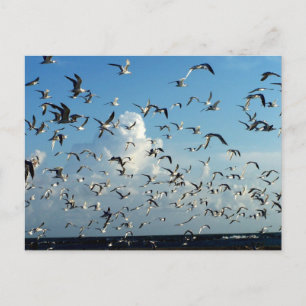 Cartão Postal gaivotas voando sobre a praia