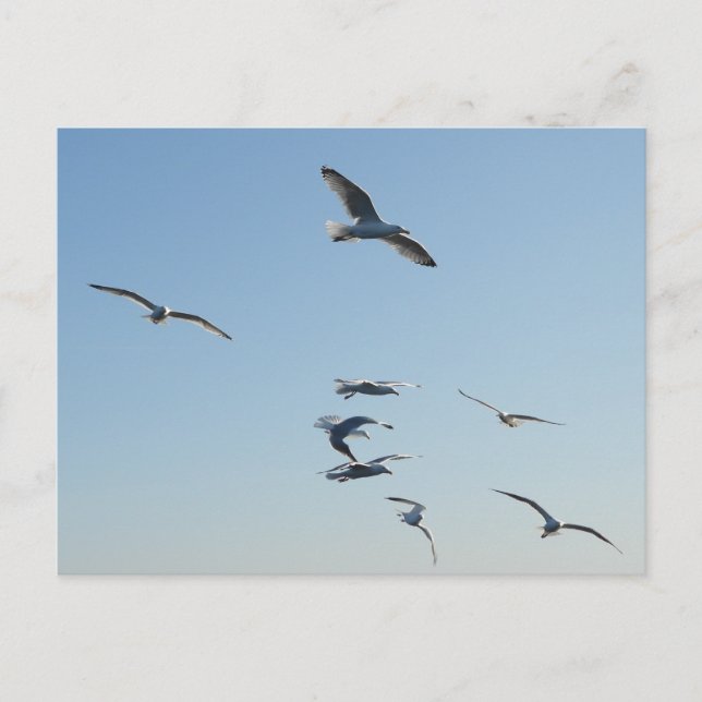 Cartão Postal Gaivotas Voando Sobre a Vida Selvagem Costeira do  (Frente)