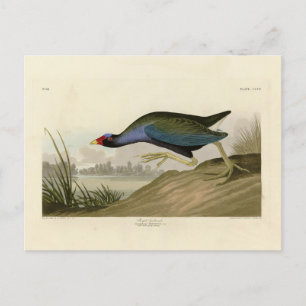 Cartão Postal Galáculo Roxo das Aves da América de Audubon