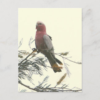 Cartão Postal Galah