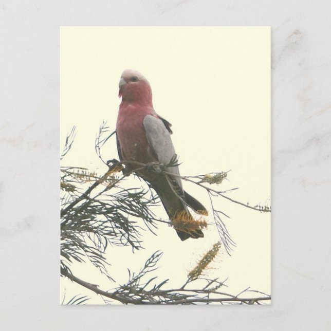 Cartão Postal Galah (Frente)