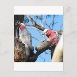Cartão Postal Galah