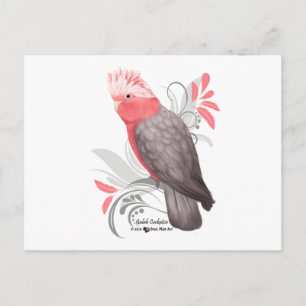 Cartão Postal Galah Cockatoo