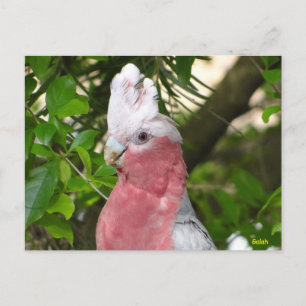 Cartão Postal Galah (Cockatoo de pausa/roseado por Rosa)