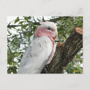 Cartão Postal Galah (Cockatoo de pausa/roseado por Rosa)