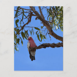 CARTÃO POSTAL GALAH PINK NA ÁRVORE RURAL QUEENSLAND AUSTRÁLIA
