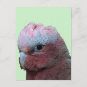 Cartão Postal Galahs