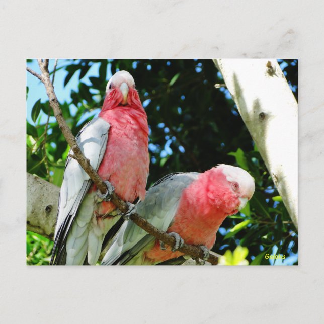 Cartão Postal Galahs (Cockatoos assados por Rosa/roseados) (Frente)