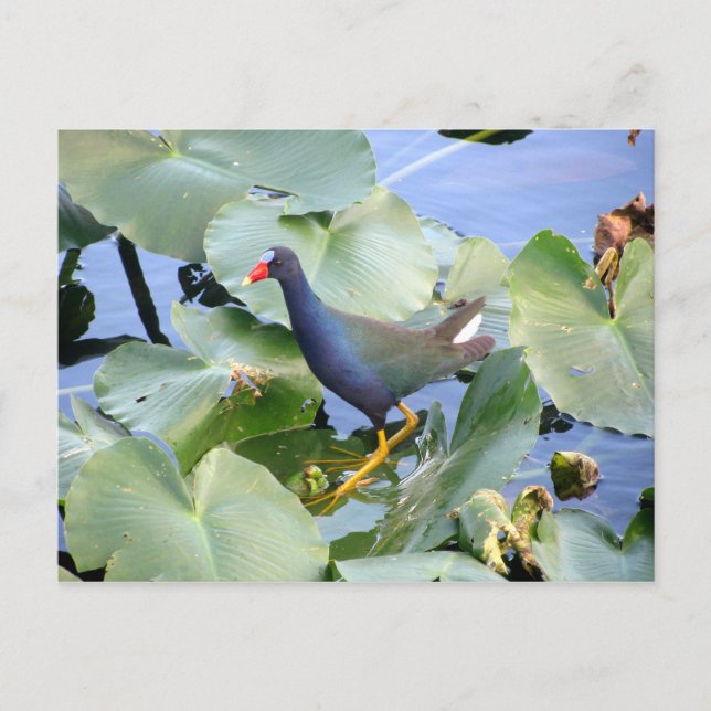Cartão Postal Galálula Roxa no Lily Pad (Frente)