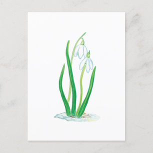 Cartão Postal Galanthus (Galanthus nivalis)
