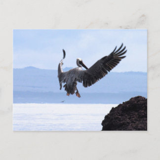 Cartão Postal Galápagos