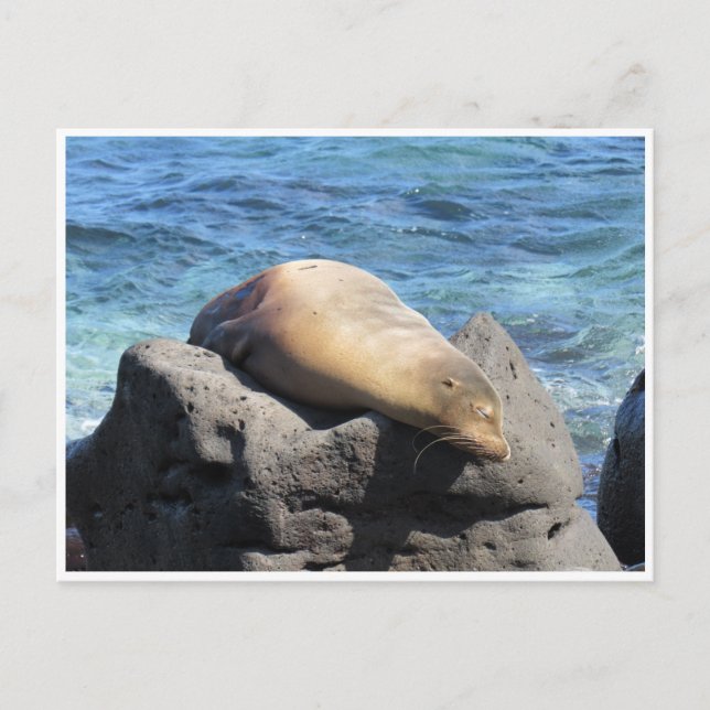 Cartão Postal galápagos-do-mar (Frente)