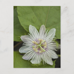 Cartão Postal Galápagos Flor Passiflora foetida