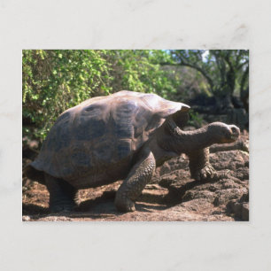 Cartão Postal Galápagos Giant Tortoise (do tipo Dome)