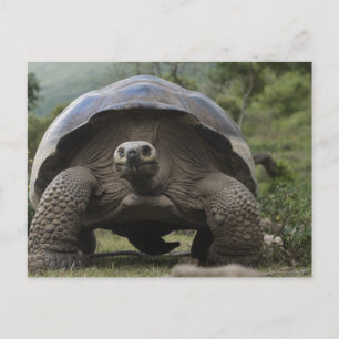 Cartão Postal Galápagos - Gigante Tortura Geoquelone