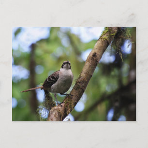 Cartão Postal Galápagos Islands Mockingbird, Equador
