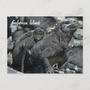 Cartão Postal Galápagos Marine Iguana com bebê