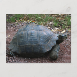 Cartão Postal Galápagos Tortoise
