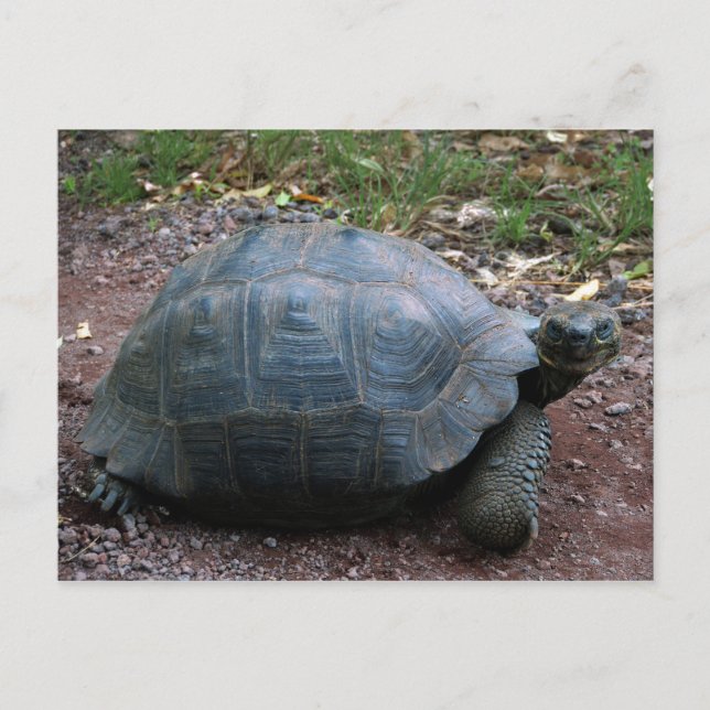 Cartão Postal Galápagos Tortoise (Frente)