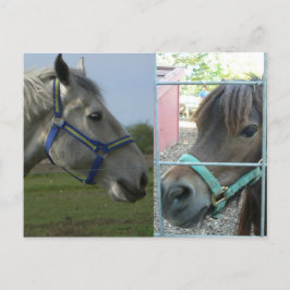 Cartão Postal galeria equina