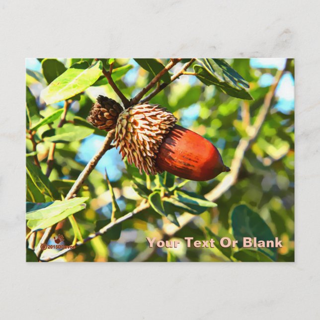 Cartão Postal Galilee Acorn (Frente)