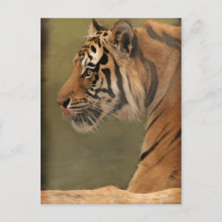 Cartão Postal galinha