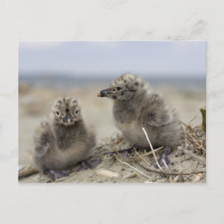 Cartão Postal Galinha