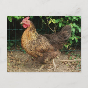 Cartão Postal Galinha