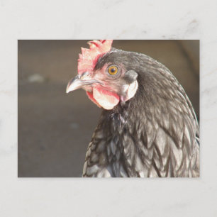 Cartão Postal Galinha Azul