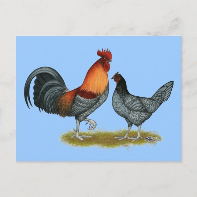 Cartão Postal Galinha Azul de Delaware (Frente)