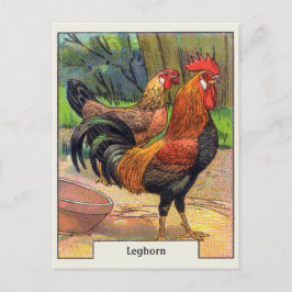 Cartão Postal Galinha da legorne do vintage