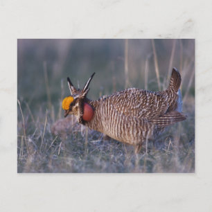 Cartão Postal Galinha-da-pradaria-pequena, Tympanuchus