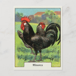 Cartão Postal Galinha de Minorca do vintage