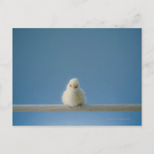 Cartão Postal Galinha de Pet Solitária Sentada em um Perch