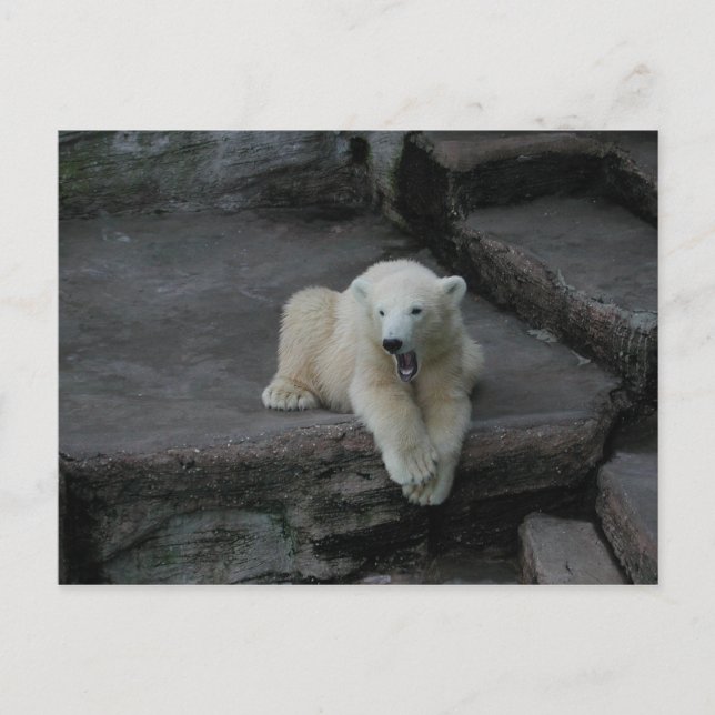 Cartão Postal Galinha-do-urso-polar (Frente)