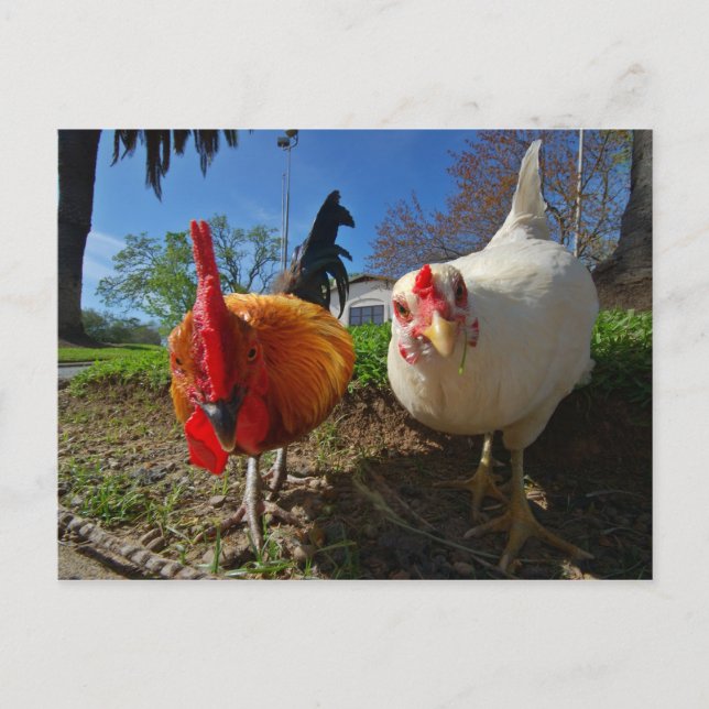 Cartão Postal galinha e galo (Frente)