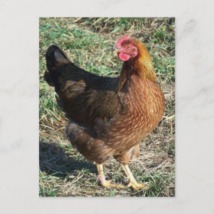 Cartão Postal Galinha Welsummer ao Ar Livre