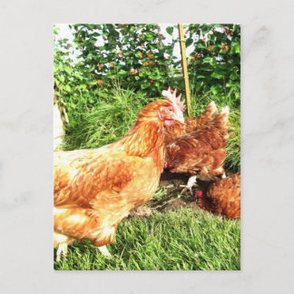 Cartão Postal Galinhas de bateria de longa distância felizes